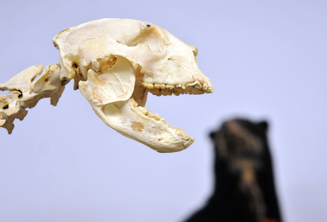 Identifican las características anatómicas del conocido como oso de anteojos