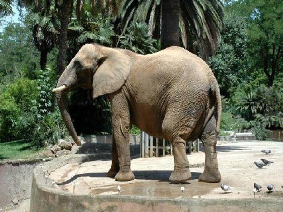Voy al zoo si hay contaminación: los efectos de las advertencias sobre la calidad del aire