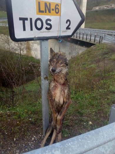 Castilla y León se movilizará en Europa para cambiar la prohibición de cazar lobos