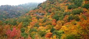La destrucción de los últimos bosques maduros de Cataluña