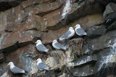 El deshielo del Ártico afectará a las migraciones de las aves marinas