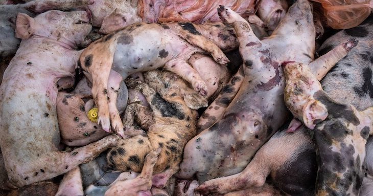 Greenpeace cree cercano el fin de las macrogranjas