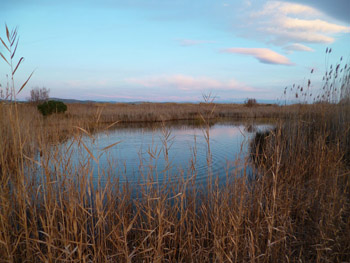 Abandono ‘injustificable’ de las zonas húmedas del Baix Maestrat (Vinaróz)