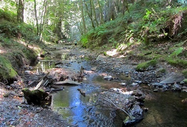 Cauces de río ricos en sedimentos son más dinámicos