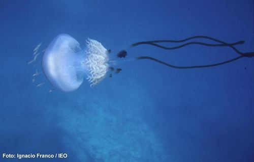 50 avistamientos en el Mediterráneo de Rhizostoma luteum