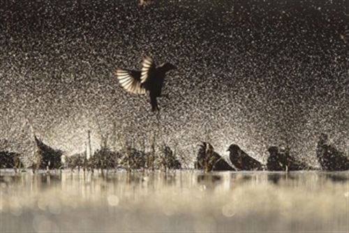 La imagen de un bando de estorninos chapoteando en una laguna