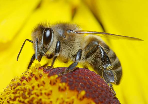 La UE incorpora un cuarto pesticida como peligroso para la vida de las abejas