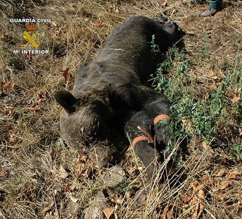 Detenidos dos sujetos en Asturias por asesinar un oso pardo