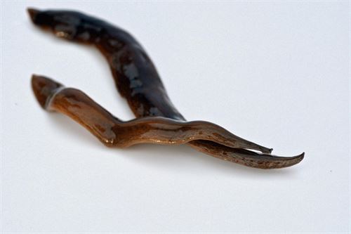 Córdoba detecta gusanos exóticos en diversos espacios ajardinados de la ciudad