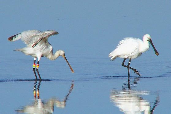 Descubierta una nueva colonia de espátulas en el Parque Natural Bahía de Cádiz