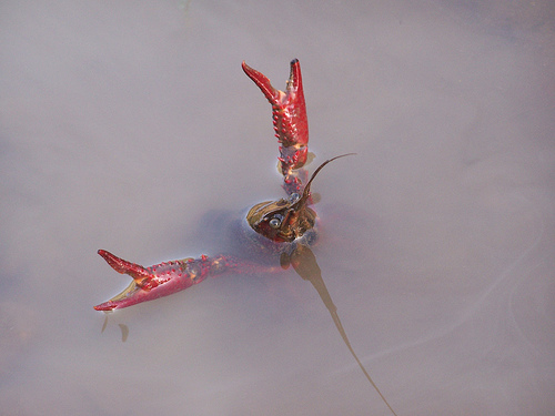 Medio Ambiente plantea a las CC.AA conservar 8 de las más de 200 especies invasoras presentes en España