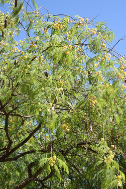 Una nueva especie de acacia se ‘asienta’ en España
