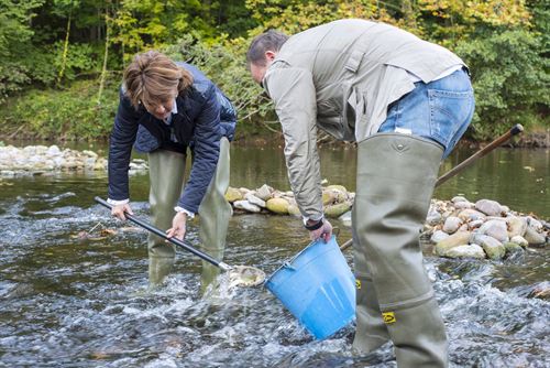 Navarra. Liberadas 3.790 crías de salmón para recuperar la especie en el Bidasoa