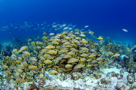 Las áreas tropicales las primeras ‘victimas’ de los efectos del cambio climático