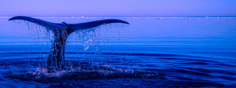 Propone UABCS nueva especie y género de ballena prehistórica