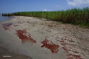 Vertido/ Este año el "Gordo" ha caído en Tarragona