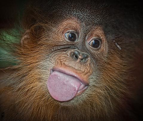 Proyecto Gran Simio pide que el orangután Silvestre se quede en Santillana