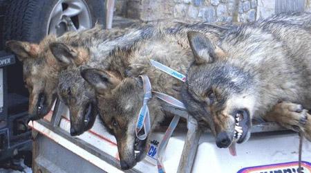 Votarás a partidos que defienden la muerte del lobo ibérico