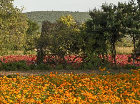 El Centro de Biodiversidad de Euskadi inaugura la exposición "Biomimética: Innovación inspirada por la Naturaleza"