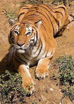 Once tigres han muerto este año de hambre y malnutrición en un zoológico de China