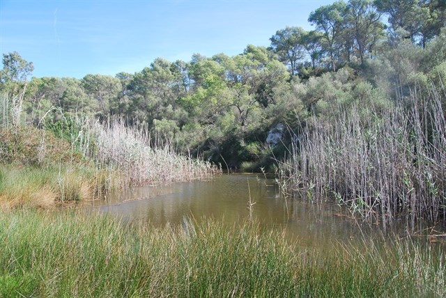 Baleares mejora los hábitats de interés comunitario en el estanque de sAmarador