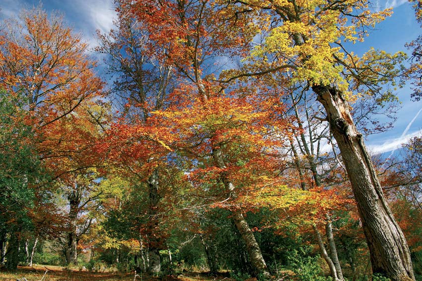 España destaca la favorable evolución de los bosques Europeos