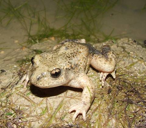 Guía de iniciativas locales por la recuperación de anfibios