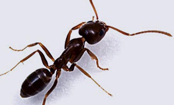 Argentina. Hormigas domiciliarias