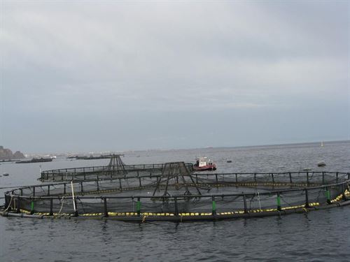 Los países de la OCDE ‘abusan’ de la pesca