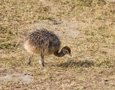 Terra Natura (Murcia) nacen en cautividad de tres avestruces