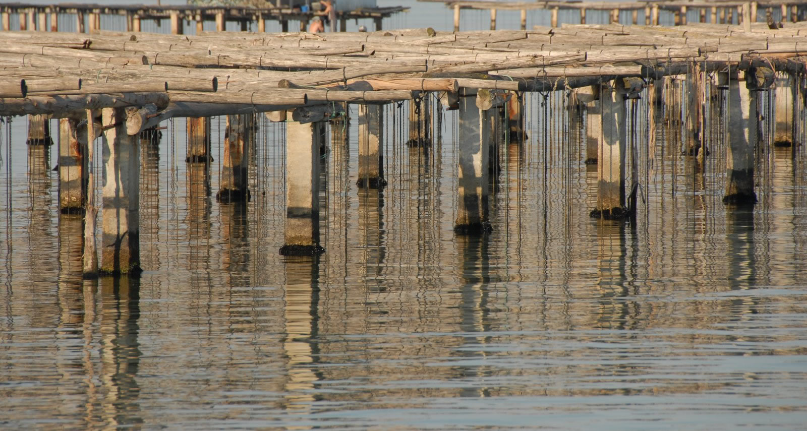 El proyecto ALARMTOX: bivalvos más seguros para el consumo