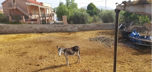 Ciudadanos Lorca denuncia el maltrato animal en una granja de caballos rodeados de basura y con extrema delgadez