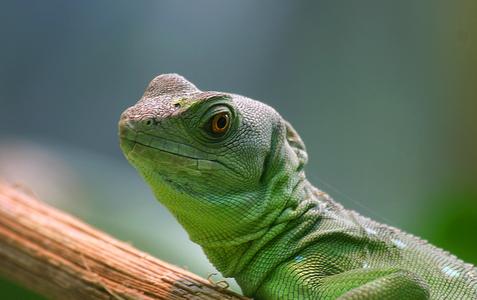Centro de rescate de reptiles y anfibios