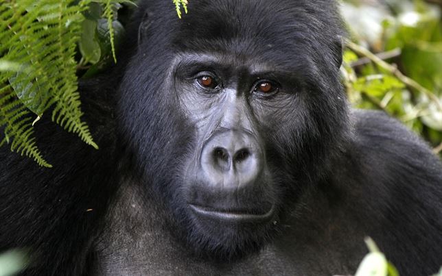 El gorila de montaña