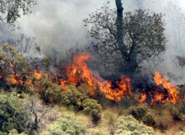 Asturias. Se enfrenta a ocho meses de prisión por provocar un incendio forestal