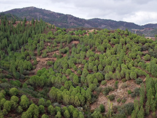 Analizando la regeneración de los pinares mediterráneos en busca de alternativas de gestión