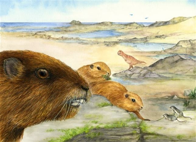 El cráneo hallado en Madagascar de un mamífero parecido a la marmota alumbra la evolución de los mamíferos
