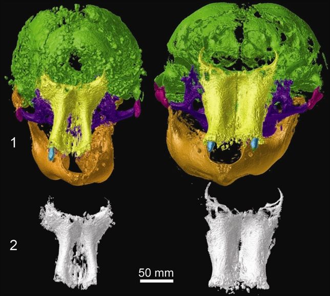 Conoce en detalle la vida y muerte de dos crías de mamut momificadas de hace 400.000 años