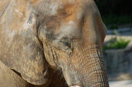 Barcelona votará si traslada a la elefanta Susi del Zoo