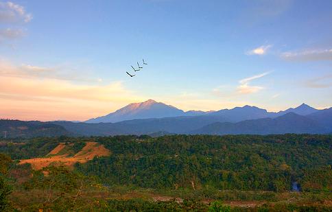 Realizarán campaña de reforestación en biosfera del volcán Tacaná