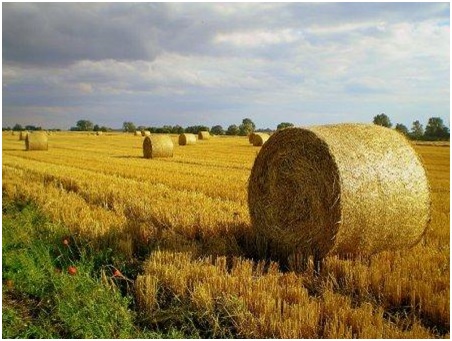Conviértete en el mejor perito tasador en seguros agrarios con INTESA
