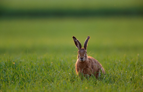 Madrid. La Comunidad permite cazar liebres en el Sur para evitar la leishmaniasis
