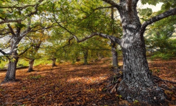 Argentina. Lanzan una campaña para plantar un millón de árboles