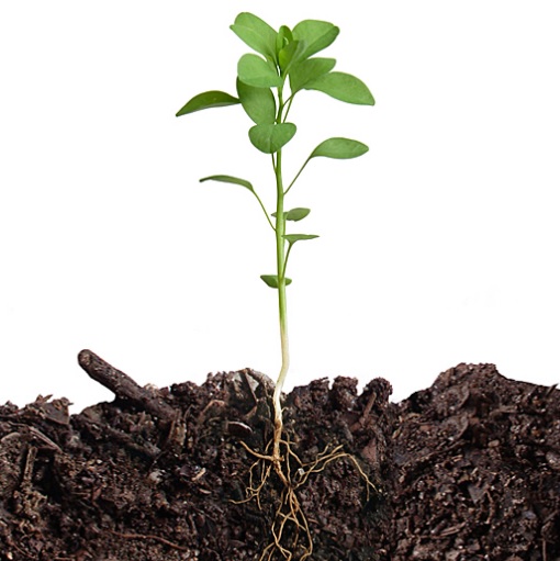 Galicia. Moeche se suma al programa de compostaje doméstico de Sogama con 20 viviendas