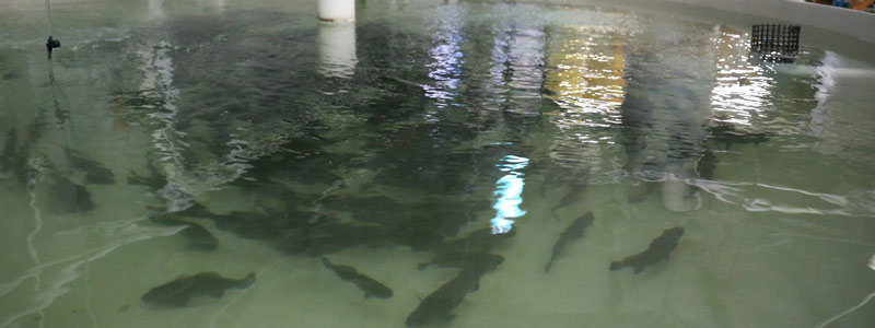 Sigue la totoaba en peligro de extinción