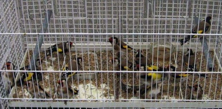 Investigan a un vecino de Cuenca por la venta ilegal de jilgueros por Internet