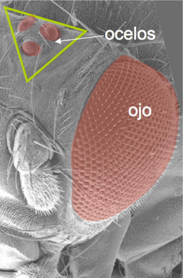 Cómo se forman los ocelos de la mosca