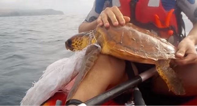 En Canarias rescatan una tortuga que tenía un saco de plástico en el cuello