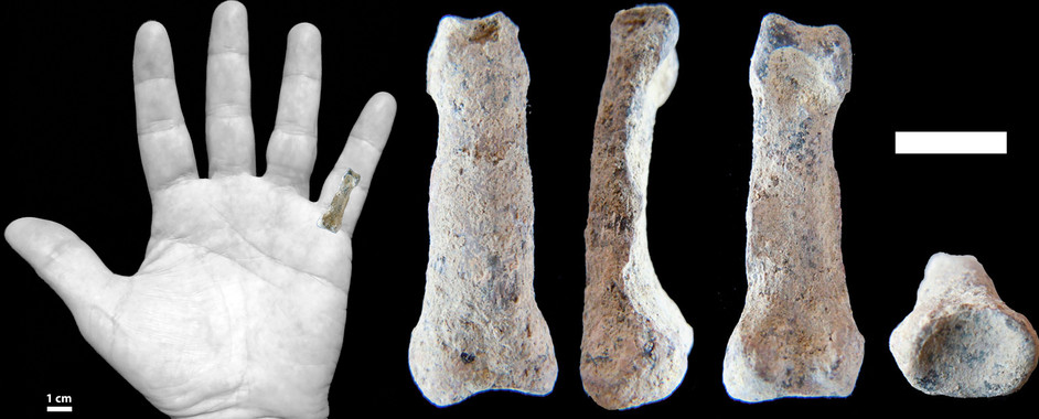 Hallado el hueso más antiguo de una mano moderna