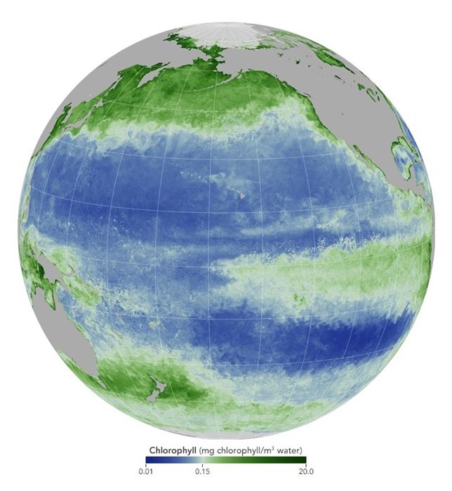 El Niño hace pasar hambre a la fauna marina